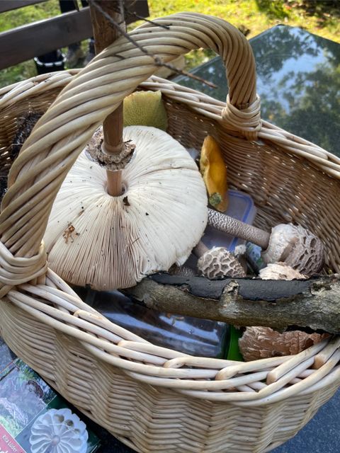 A basket of fresh, collected mushrooms. The mushrooms are presented in various shapes and colors on a green background.