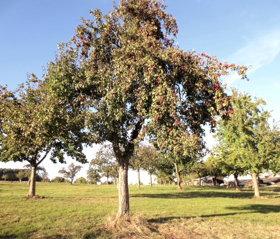 Promenade des quatre saisons à Niederweiler, © Tourist-Information Bitburger Land_Doris Welter