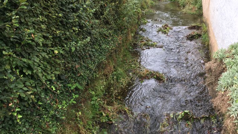 Ein kleiner Bach fließt zwischen einer Hecke und einer Mauer hindurch.