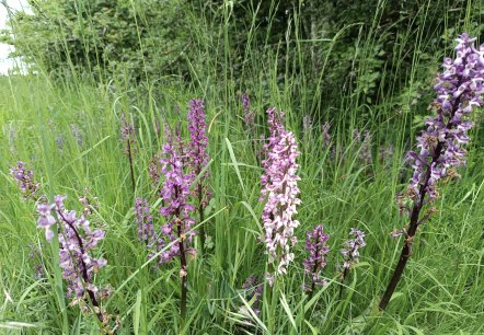 Orchidee, &copy; TI Bitburger Land