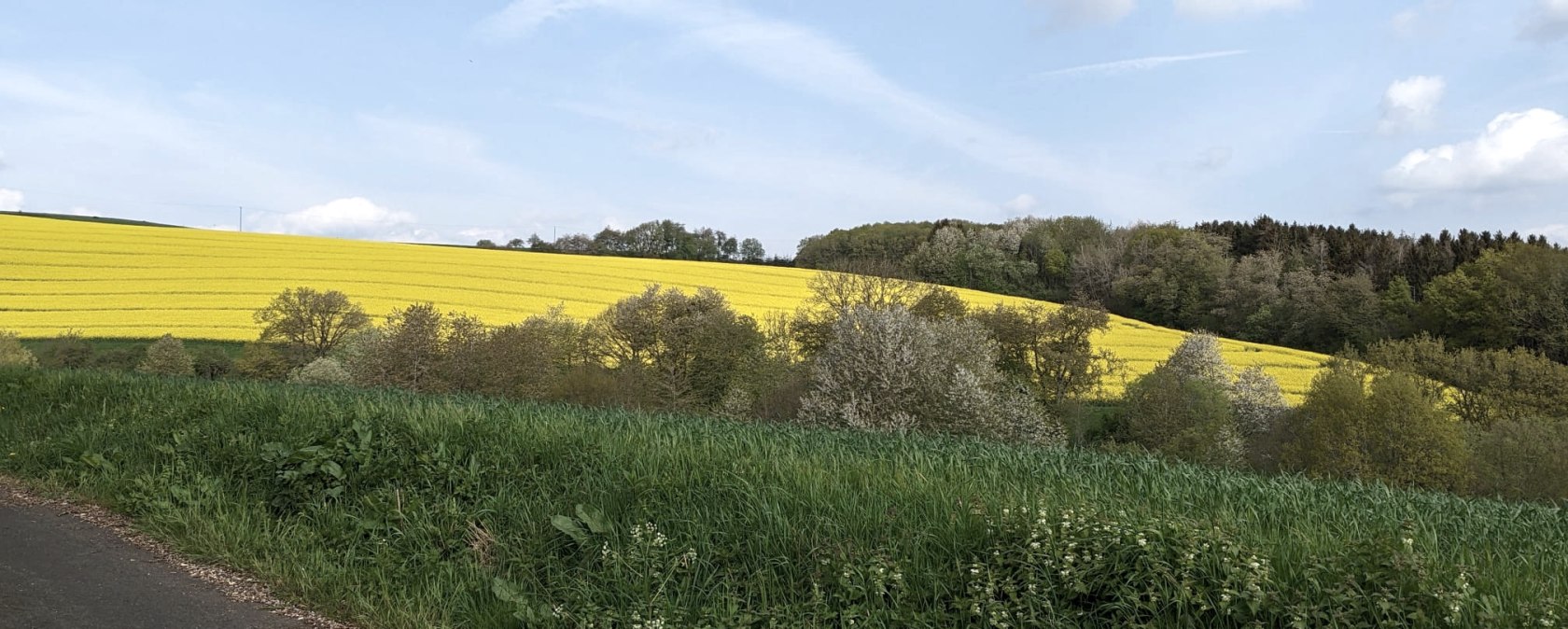 Een geel koolzaadveld strekt zich uit over een heuvel, omringd door groene weiden en bomen onder een blauwe lucht met witte wolken., © A. Girards