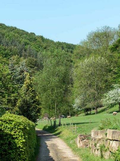 Ein schmaler Weg führt durch eine grüne Landschaft mit Bäumen und Wiesen. Im Hintergrund sind sanfte Hügel zu sehen.