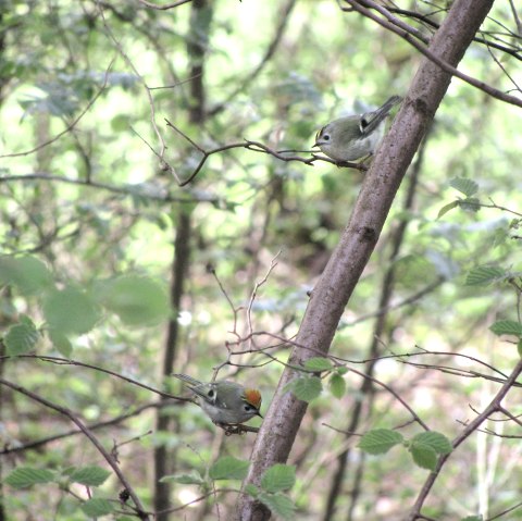 Two small birds are sitting on a branch in a dense, green forest. The surroundings are full of leaves and branches.