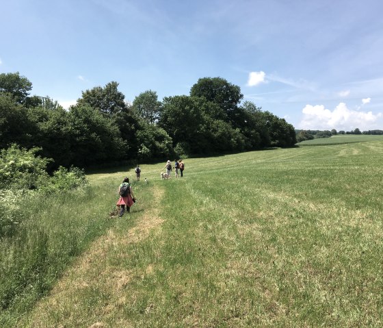 Un groupe de personnes se promène dans une prairie verte, entourée d'arbres, sous un ciel bleu clair., © TI Bitburger Land