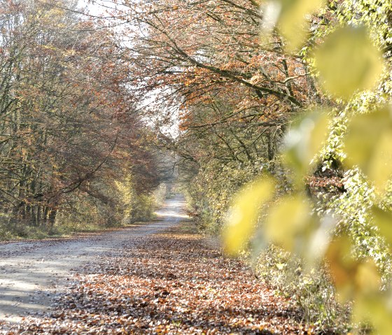 Ein herbstlicher Waldweg, gesäumt von Bäumen mit buntem Laub. Der Boden ist mit Blättern bedeckt, die in der Sonne leuchten., © Ti Bitburger Land