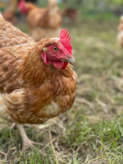 Ein Huhn steht auf einer grünen Wiese. Im Hintergrund sind weitere Hühner zu sehen.