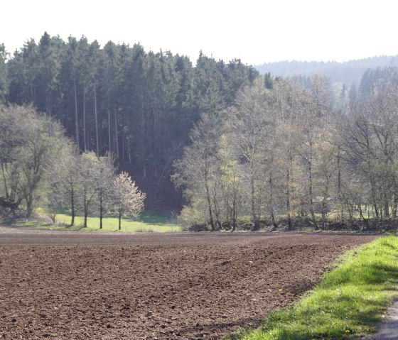 Ein gepflügtes Feld neben einem schmalen Weg, umgeben von Bäumen und Wald im Hintergrund. Der Himmel ist klar., © M. Bach