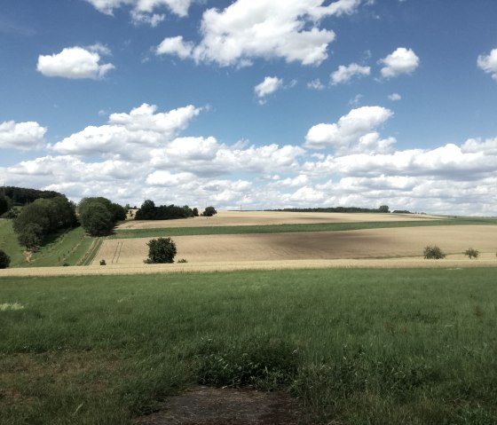 Sweeping views over green and golden fields, trees on the horizon, blue sky with white clouds., © Tourist-Information Bitburger Land