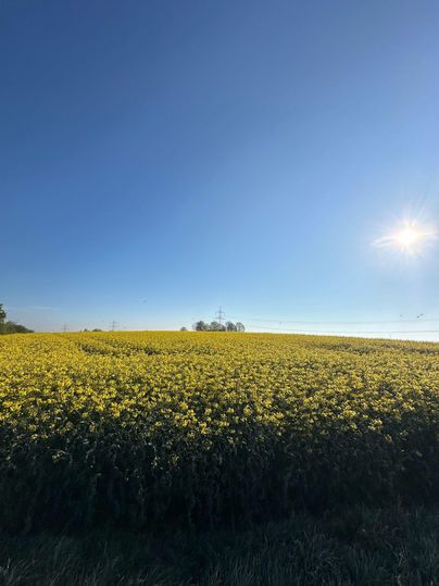 Un champ ensoleillé avec des fleurs de colza jaunes s'étend jusqu'à l'horizon. Le ciel bleu clair crée une atmosphère agréable.