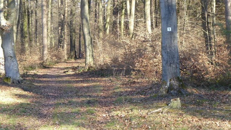Ein Waldweg mit Laub bedeckt, umgeben von hohen Bäumen. Ein Baum hat eine Markierung mit der Nummer 1.