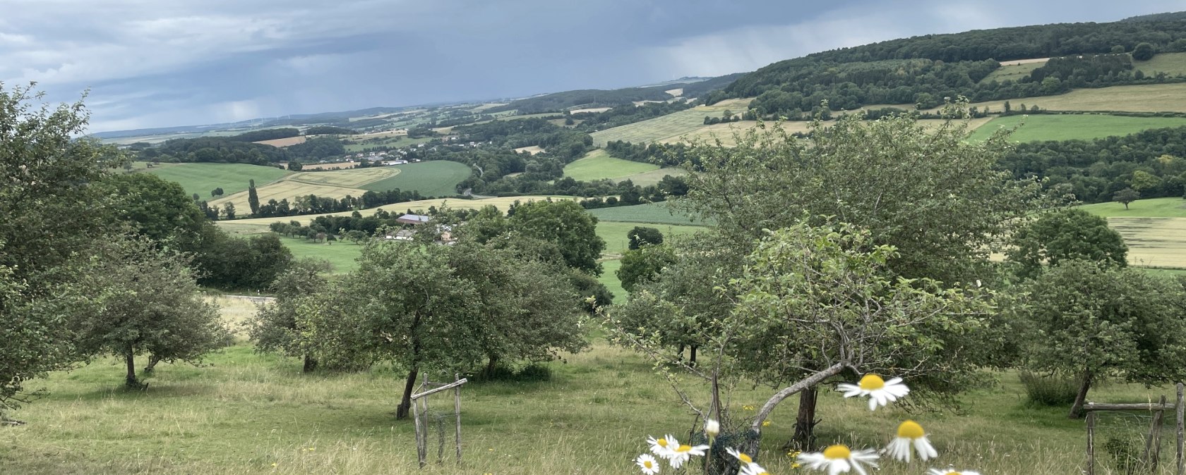 Groen landschap met velden en bomen, madeliefjes op de voorgrond, bewolkte lucht., © Daniel Köhler