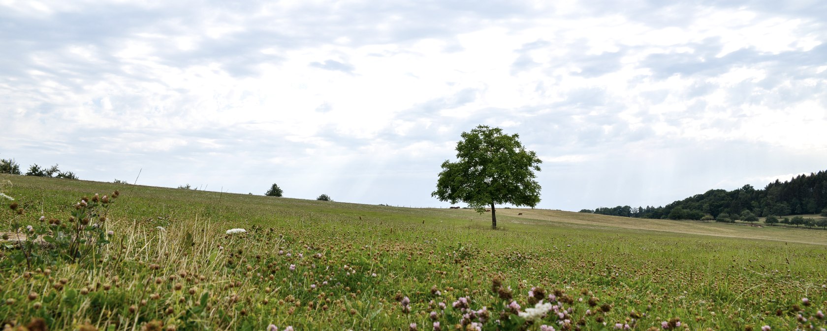 Een enkele boom staat in een bloeiende weide onder een bewolkte hemel. Op de voorgrond zijn bloemen te zien., © TI Bitburger Land