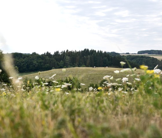 Blumenwiese im Vordergrund, dahinter Wiesen und Wälder. Kühe grasen auf der Weide, der Himmel ist bewölkt. Schöner Ausblick auf dem Bitburger LandGang., © TI Bitburger Land