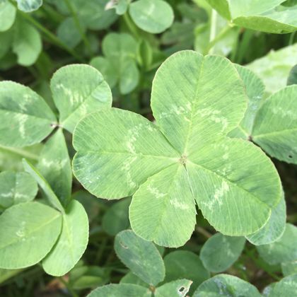 Nahaufnahme eines vierblättrigen Kleeblatts inmitten von dreiblättrigen Kleeblättern.