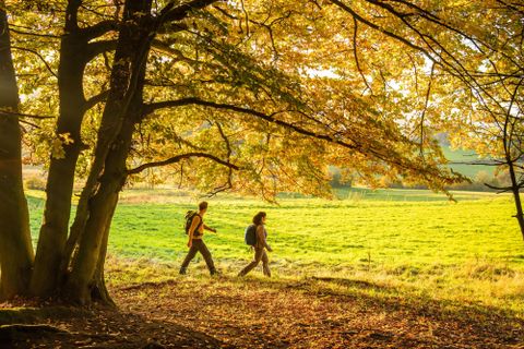 Zwei Personen wandern durch einen herbstlichen Wald. Die Bäume sind bunt gefärbt und die Wiese strahlt in sattem Grün.