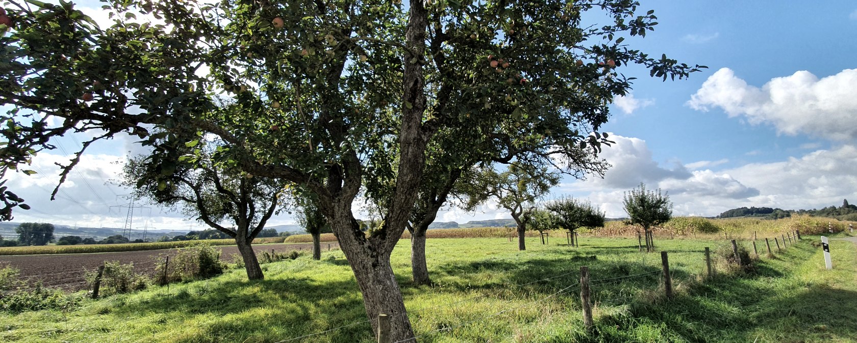 Groene weide met fruitbomen, velden en blauwe lucht met wolken op de achtergrond. Een vredig, landelijk uitzicht., © TI Bitburger Land