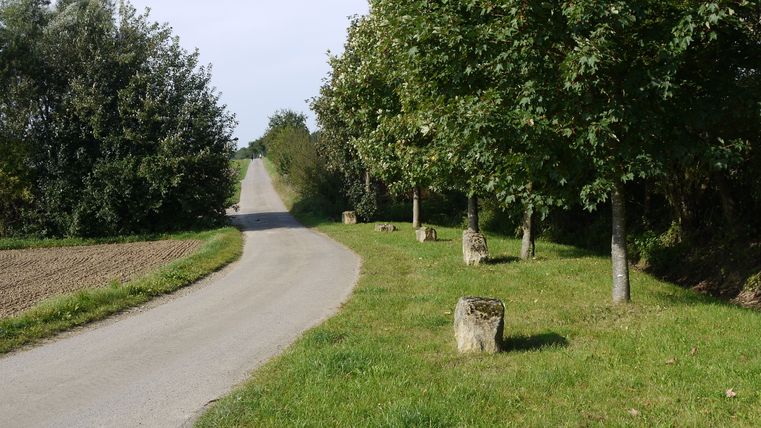 Ein asphaltierter Weg führt durch eine grüne Landschaft mit Bäumen und Wiesen.