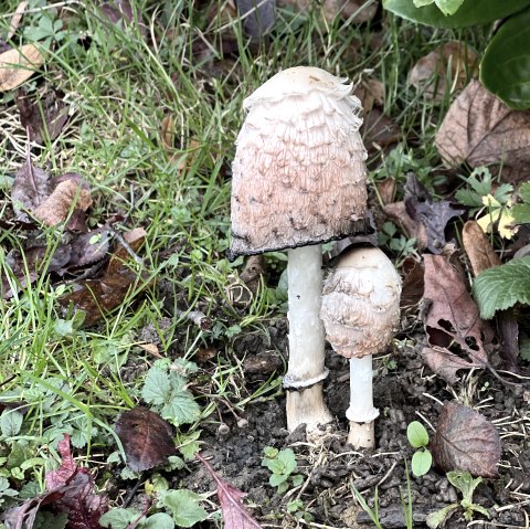 Pilz, &copy; TI Bitburger Land