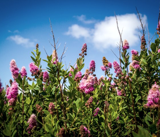 Des fleurs roses s'élèvent dans le ciel bleu avec quelques nuages épars. Les plantes sont luxuriantes et vertes, typiques d'un bord de route estival., © TI Bitburger Land - Monika Mayer