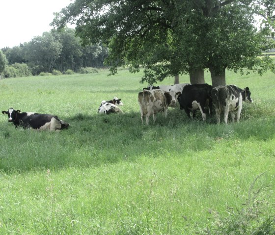 Nattenheimer Hexenpfad 3, &copy; Geschichtlicher Arbeitskreis Nattenheim