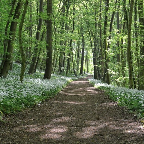 Wald, © Pixabay