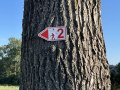Ein Baum mit einer roten Wegmarkierung in Pfeilform und der Zahl 2. Der Hintergrund zeigt blauen Himmel und B&auml;ume., &copy; Andr&eacute; Szybalsky