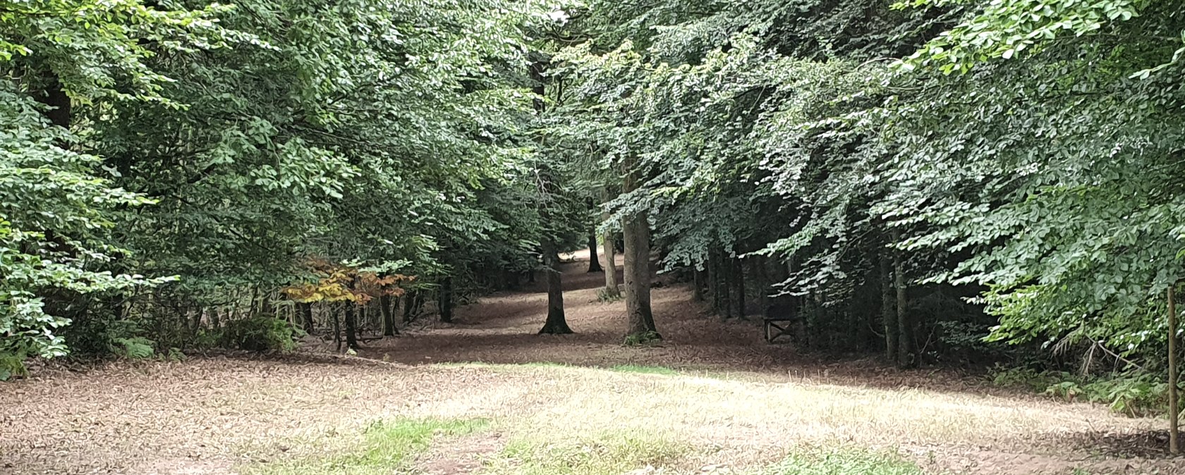 Een open plek in het bos met een dicht groen bladerdak en een smal pad dat door het bos loopt. De grond is bedekt met bladeren., © TI Bitburger Land - Steffi Wagner