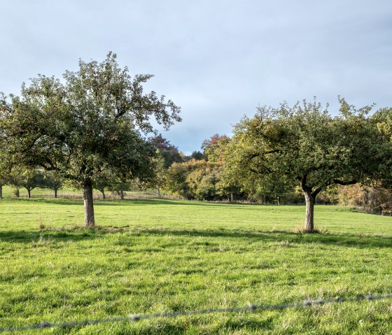 Verger vert avec des arbres fruitiers sous un ciel bleu dans le Bitburger LandGang Oberweis., © TI Bitburger Land