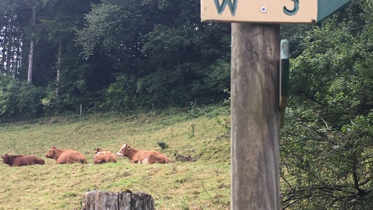Wegweiser W3 und Kühe auf einer Wiese