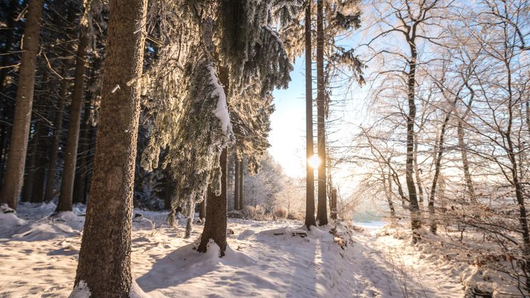 Une forêt d'hiver avec de grands arbres et un sol recouvert de neige. Le soleil brille à travers les arbres et crée une atmosphère lumineuse et chaleureuse.