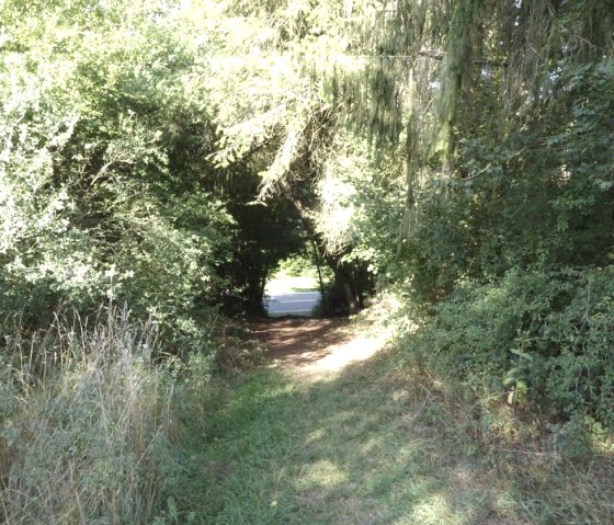 A narrow, tree-lined path leads to a road. Sunlight filters through the canopy., © Eifelverein Ortsgruppe Speicher