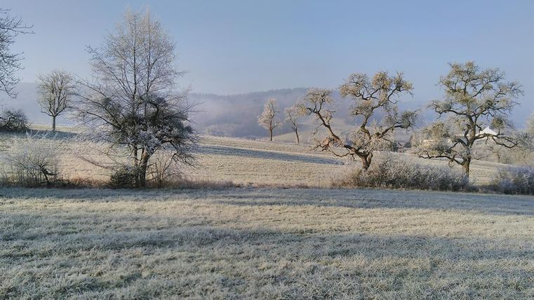 Un paysage froid avec des arbres colorés et une douce chaîne de collines en arrière-plan. Le sol est recouvert de gel, et le ciel est clair.