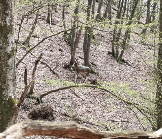 Parcours - Ziel 9, &copy; Christian Jost