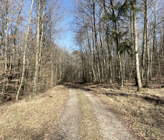 Un étroit chemin forestier traverse une forêt clairsemée d'arbres dénudés sous un ciel bleu et limpide., © B. Milbach