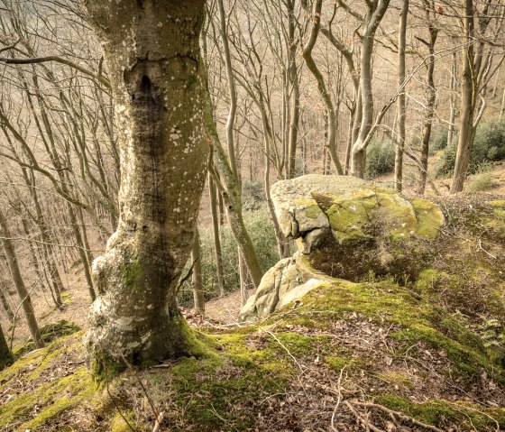 Moosbedeckter Felsen im Wald, umgeben von kahlen B&auml;umen. Der Boden ist mit Laub bedeckt, und die Atmosph&auml;re wirkt ruhig und naturbelassen.
