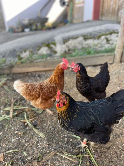 Drei Hühner stehen auf dem Boden. Eines ist braun, die anderen beiden sind schwarz.