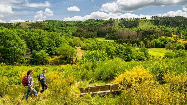 Landschaft mit gelben Ginsterfeldern und grünen Bäumen.