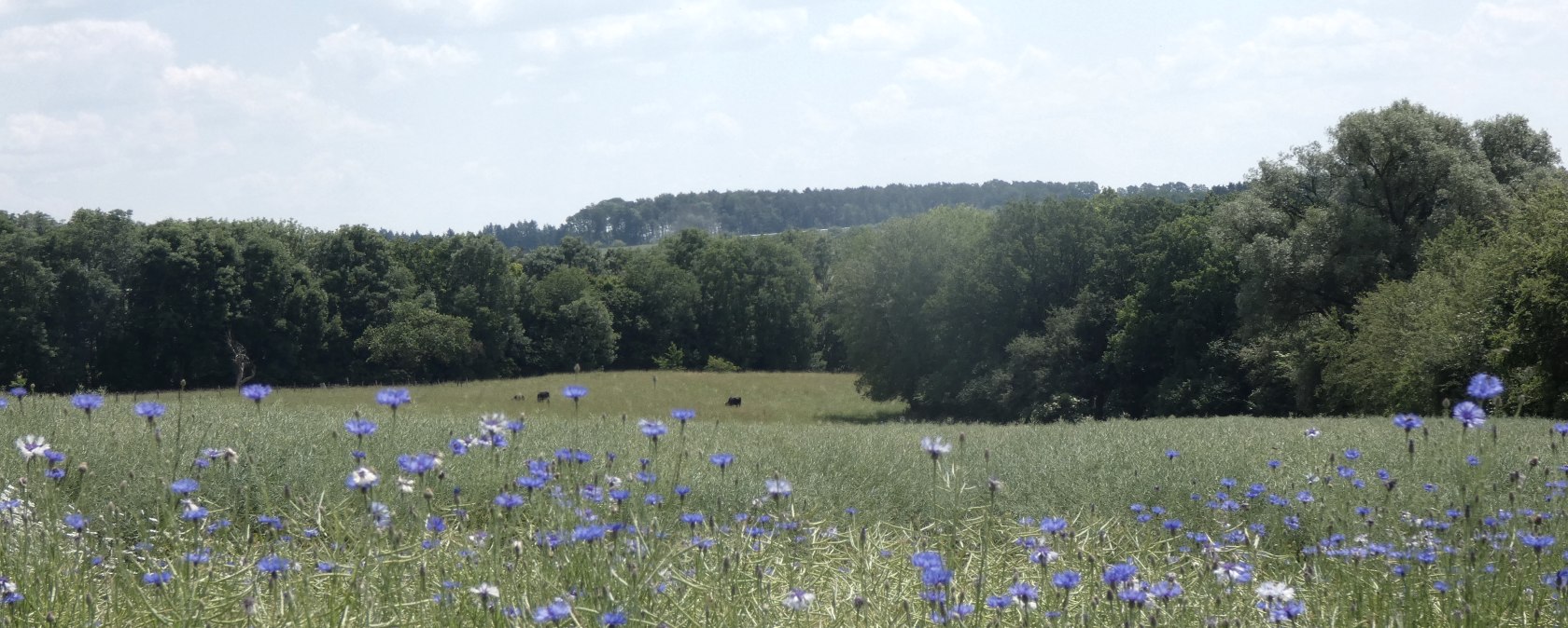 Ein Feld mit blauen Kornblumen im Vordergrund, dahinter eine Wiese und ein dichter Wald unter einem leicht bewölkten Himmel., © TI Bitburger Land