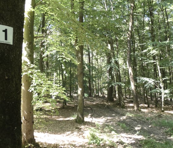 Ein Waldweg mit einem Baum im Vordergrund, der ein Schild mit der Nummer 1 und dem Schriftzug 'Eifelverein' trägt. Sonnenlicht fällt durch die Blätter., © TI Bitburger Land