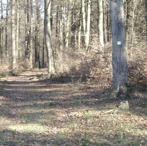 Un chemin forestier recouvert de feuilles mortes, entouré de grands arbres. Un arbre porte une marque avec le numéro 1., © Eifelverein OG Speicher