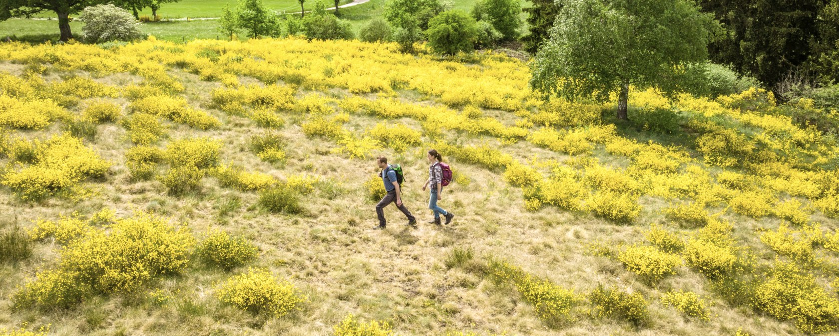 Zwei Wanderer gehen durch eine Landschaft mit blühendem gelbem Ginster, umgeben von grünen Wiesen und Bäumen., © Eifel Tourismus GmbH, Dominik Ketz