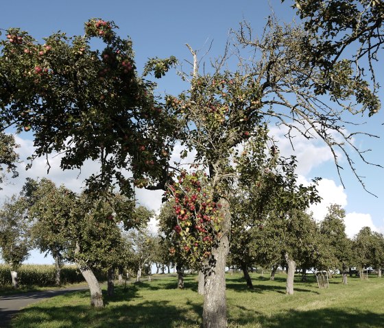 Des pommiers aux fruits mûrs bordent un chemin. Le ciel est bleu avec quelques nuages. Le paysage semble idyllique et calme., © Berscheid