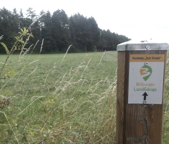 Holzpfosten mit Schild 'Rundweg Zum Trindel' der Bitburger LandGänge auf einer Wiese vor einem Wald., © TI Bitburger Land