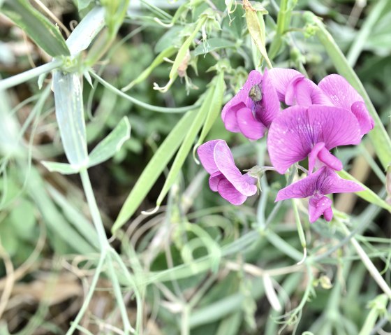 Pinke Blume mit grünen Blättern im Naturpark Südeifel, umgeben von dichtem Blattwerk., © TI Bitburger Land