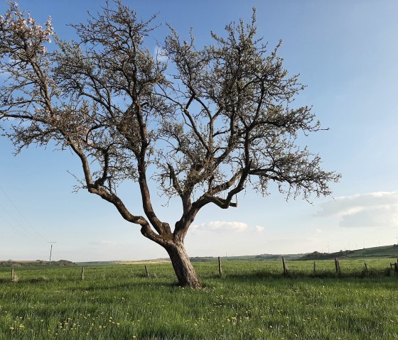Landschaft in Idesheim, &copy; Frau Michels