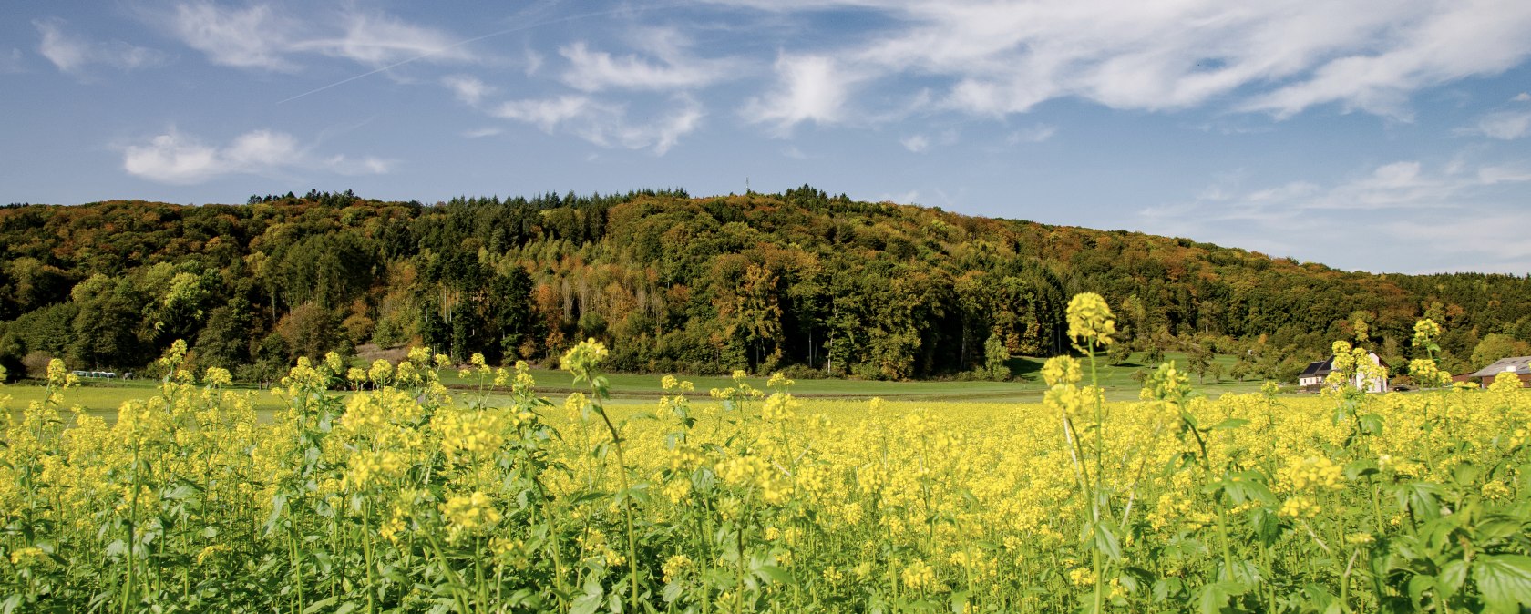 Gelbes Blumenfeld vor einem bewaldeten Hügel, blauer Himmel mit weißen Wolken. Malerische Landschaft am Wolsfelder Berg., © TI Bitburger Land