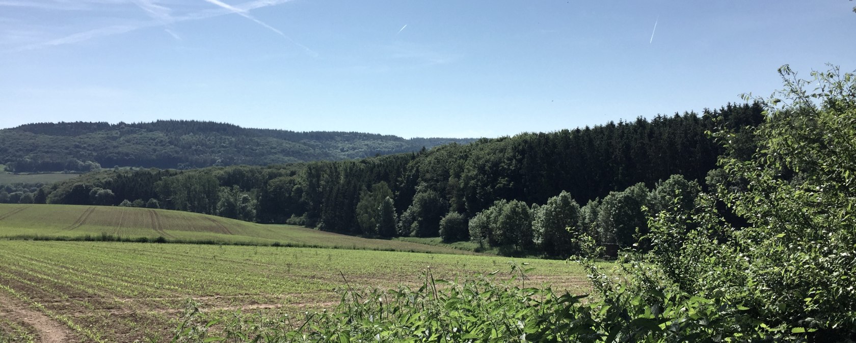 Groene velden en dichte bossen onder een strakblauwe hemel in het natuurpark Zuid-Eifel., © TI Bitburger Land
