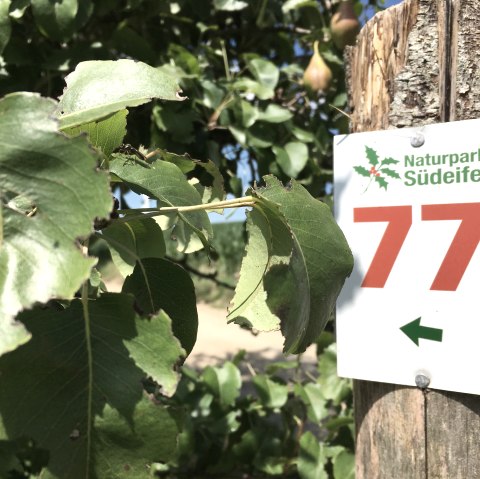 A signpost with the number 77 of the Southern Eifel Nature Park is attached to a tree trunk, surrounded by green leaves., © TI Bitburger Land