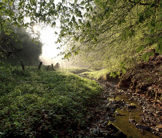 Ein Waldweg mit üppigem Grün, Sonnenlicht bricht durch die Bäume. Ein kleiner Bach fließt entlang des Weges, umgeben von dichtem Laub., © Naturpark Südeifel, V. Teuschler
