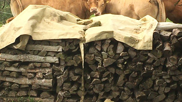 Zwei Kühe stehen hinter einem Stapel Holz, der mit einer Plane abgedeckt ist.